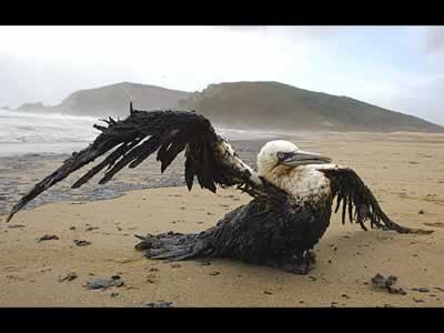 20070509132512-pajaro.jpg